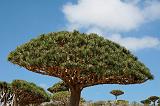 IMG_4982 Dragon's Blood Tree, Dixsam, Socotra